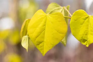 Cercis canadensis 'Golden Falls'? - SOLITAIR 200-225 CM RB - image 4