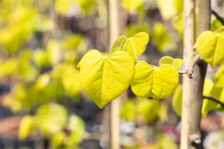 Cercis canadensis 'Golden Falls'? - 200-250 CM C50 - image 1