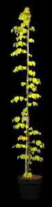 Cercis canadensis 'Golden Falls'?