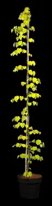 Cercis canadensis 'Golden Falls'? - 175-200 CM FTH WHIP C10 - image 5