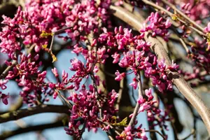 Cercis canadensis 'Lavender Twist'