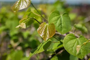 Cercis canadensis 'Lavender Twist' - SOLITAIR 250-300 CM RB - image 4