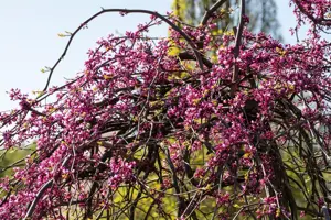 Cercis canadensis 'Lavender Twist' - 125-150 CM C20 - image 2