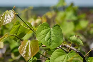 Cercis canadensis 'Lavender Twist' - 200-250 CM FTH. WHIP C10 - image 5