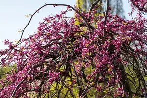 Cercis canadensis 'Lavender Twist' - 150-175 CM C10 - image 2