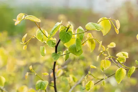 Cercis canadensis 'Lavender Twist' - 150-175 CM C10 - image 3