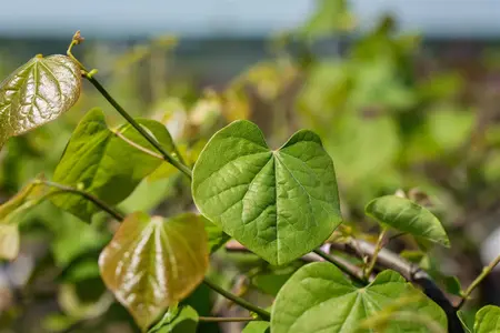 Cercis canadensis 'Lavender Twist' - 150-175 CM C10 - image 5