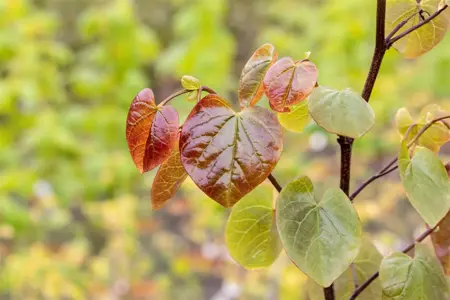 Cercis canadensis 'Merlot' - 175-200 CM FTH WHIP C10 - image 3
