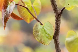 Cercis canadensis 'Merlot' - 175-200 CM FTH WHIP C10 - image 4