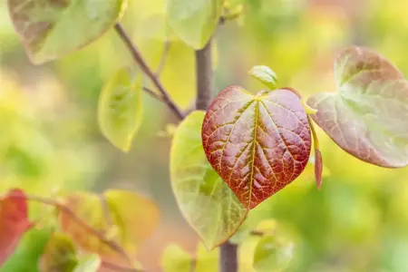 Cercis canadensis 'Merlot' - 175-200 CM FTH WHIP C10 - image 5