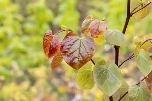 Cercis canadensis 'Merlot' - MULTISTEM 175-200 CM C35 - image 3