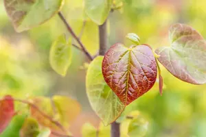Cercis canadensis 'Merlot' - 125-150 CM FTH. WHIP C15 - image 5