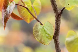 Cercis canadensis 'Merlot' - 140-160 CM C35 - image 4