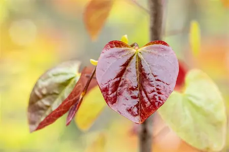Cercis canadensis 'Merlot' - MULTISTEM 175-200 CM C90 - image 5