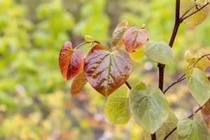 Cercis canadensis 'Merlot' - 175-200 CM RB - image 2
