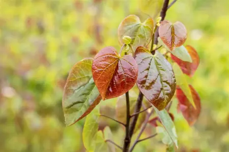 Cercis canadensis 'Merlot' - 175-200 CM FTH WHIP C10 - image 2