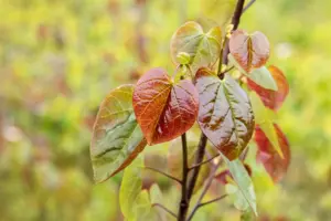 Cercis canadensis 'Merlot' - 175-200 CM FTH WHIP C10 - image 2