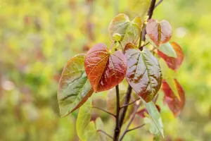 Cercis canadensis 'Merlot' - 125-150 CM FTH. WHIP C15 - image 2