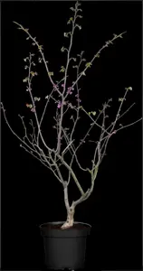 Cercis canadensis 'Oklahoma' - 175-200 CM RB - image 1