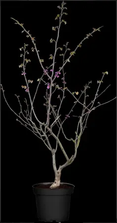 Cercis canadensis 'Oklahoma' - MULTISTEM 175-200 CM C35 - image 1