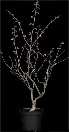 Cercis canadensis 'Oklahoma' - 100-125 CM C10 - image 1