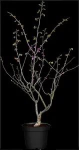 Cercis canadensis 'Oklahoma' - 60-80 CM C7 - image 2