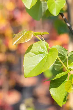 Cercis canadensis 'Pink Pom Poms' - 40-60 CM C5 - image 2