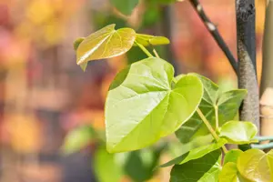 Cercis canadensis 'Pink Pom Poms'