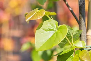 Cercis canadensis 'Pink Pom Poms'