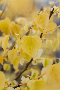Cercis canadensis 'Rising Sun'? - 40-60 CM C10 - image 2