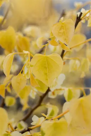 Cercis canadensis 'Rising Sun'? - 150-175 CM FTH. WHIP C10 - image 2