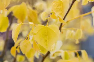 Cercis canadensis 'Rising Sun'?