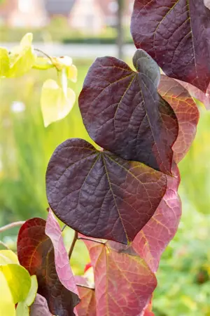 Cercis canadensis 'Ruby Falls' - 80-100 CM C10 - image 4
