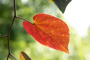 Cercis canadensis 'Ruby Falls' - 80-100 CM C10 - image 2