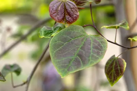 Cercis canadensis 'Ruby Falls' - 80-100 CM C10 - image 3