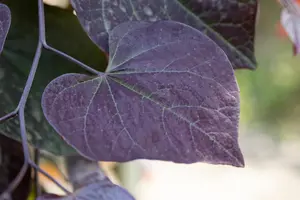 Cercis canadensis 'Ruby Falls' - STEM 180 CM, GIRTH 6-8 CM C25 - image 1