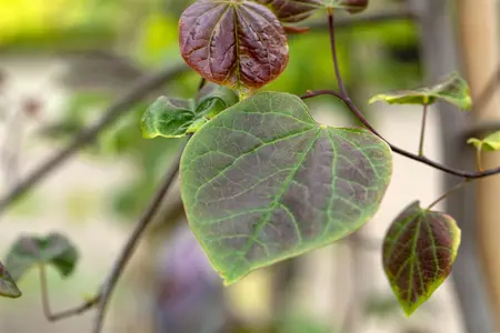 Cercis canadensis 'Ruby Falls' - 200-250 CM FTH. WHIP C10 - image 3