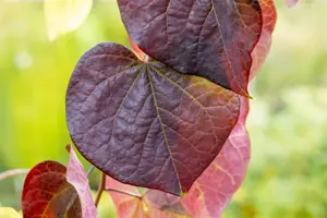 Cercis canadensis 'Ruby Falls' - 80-100 CM C10 - image 5