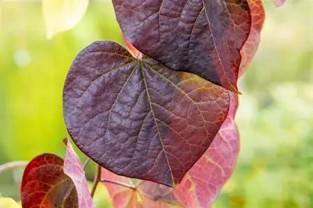 Cercis canadensis 'Ruby Falls' - 175-200 CM FTH WHIP C15 - image 5