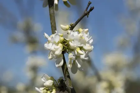 Cercis canadensis 'Texas White' - 60-80 CM C7.5