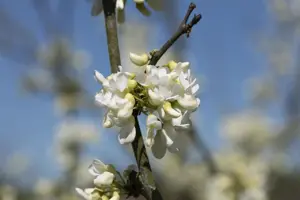 Cercis canadensis 'Texas White'