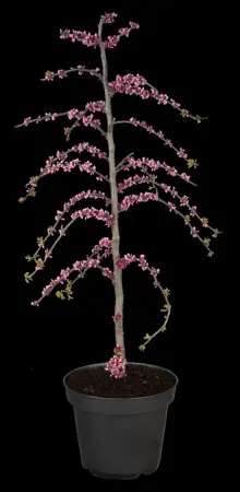 Cercis canadensis 'Traveller' - 120 CM STEM C35