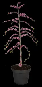 Cercis canadensis 'Traveller'