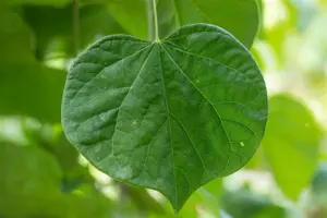 Cercis canadensis 'Vanilla Twist'? - 200-250 CM FTH. WHIP C15