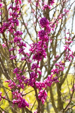 Cercis chinensis - 100-125 CM C10 - image 1