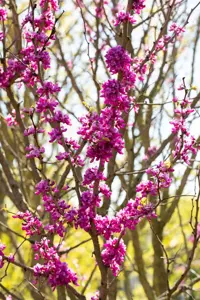 Cercis chinensis