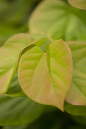 Cercis chinensis 'Avondale' - 40-50 CM C4 - image 4