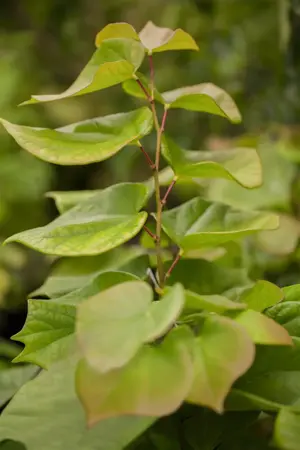 Cercis chinensis 'Avondale' - 60-80 CM C7.5 - image 3
