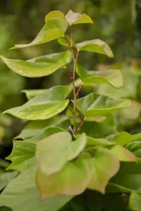 Cercis chinensis 'Avondale' - MULTISTEM 200-250 CM C150 - image 3