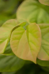 Cercis chinensis 'Avondale' - MULTISTEM 200-250 CM C150 - image 4